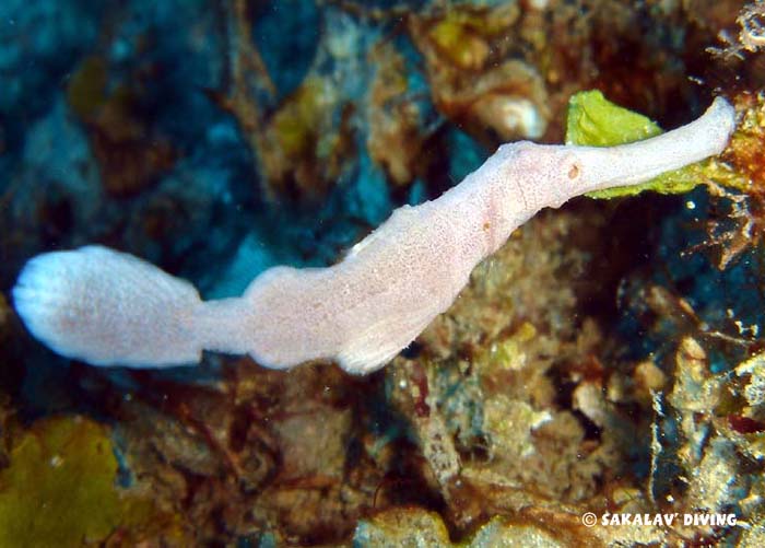 photos macro fauna endemism in Nosy Be Madagascar